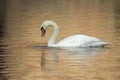 An elegant mute swan Cygnus olor swimming in morning light in a lake with bright colors. Royalty Free Stock Photo