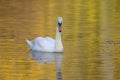 An elegant mute swan Cygnus olor swimming in morning light in a lake with bright colors. Royalty Free Stock Photo