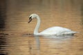 An elegant mute swan Cygnus olor swimming in morning light in a lake with bright colors. Royalty Free Stock Photo