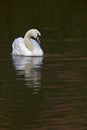 An elegant mute swan Cygnus olor swimming in morning light in a lake with bright colors. Royalty Free Stock Photo