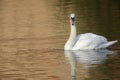 An elegant mute swan Cygnus olor swimming in morning light in a lake with bright colors. Royalty Free Stock Photo