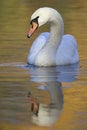 An elegant mute swan Cygnus olor swimming in morning light in a lake with bright colors. Royalty Free Stock Photo