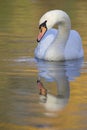 An elegant mute swan Cygnus olor swimming in morning light in a lake with bright colors. Royalty Free Stock Photo