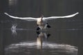 An elegant mute swan Cygnus olor flying highspeed towards the camera low over water. Royalty Free Stock Photo