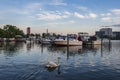 Elegant mute swan at Medford Harbor