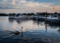 Elegant mute swan at Medford Harbor