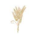 Elegant natural detailed drawing of bunch of wheat ears. Cultivated cereal plant, grain or crop isolated on white Royalty Free Stock Photo