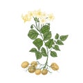 Elegant natural drawing of potato plant with flowers, roots and tubers. Edible cultivated tuberous crop isolated on