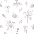 Elegant natural seamless pattern with basil leaves hand drawn with contour lines on white background. Backdrop with Royalty Free Stock Photo