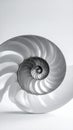 Elegant Nautilus Shell Section Against White Background in Monochrome Royalty Free Stock Photo