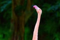 Elegant Neck of a Pink Flamingo