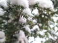 Elegant needles of evergreens are covered with droplets of ice and snow. Royalty Free Stock Photo