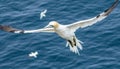 Elegant northern gannet gracefully soars through the air Royalty Free Stock Photo