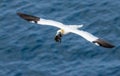 Elegant northern gannet gracefully soars through the air Royalty Free Stock Photo