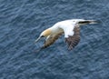 Elegant northern gannet gracefully soars through the air Royalty Free Stock Photo
