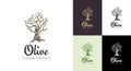 Elegant olive tree isolated icon. Creative olive tree silhouette. Logo design used for advertising products premium Royalty Free Stock Photo