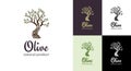 Elegant olive tree isolated icon. Vector tree logo design concept. Olive tree silhouette illustration. Natural olive oil Royalty Free Stock Photo