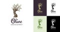 Elegant olive tree isolated icon. Vector tree logo design concept. Olive tree silhouette illustration. Natural olive oil Royalty Free Stock Photo