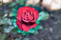 Elegant open red rose bud Nina Veibal on the garden plot