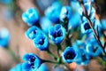 Elegant ornamental flower -Blue wintersweet. Royalty Free Stock Photo