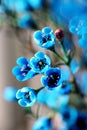 Elegant ornamental flower -Blue wintersweet. Royalty Free Stock Photo