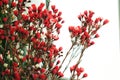 Elegant ornamental flower - red wintersweet..
