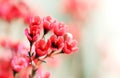 Elegant ornamental flower -Red wintersweet.