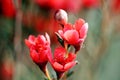 Elegant ornamental flower - red wintersweet.
