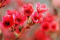 Elegant ornamental flower - red wintersweet.