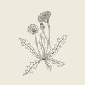 Elegant Outline Drawing Of Dandelion Plant With Flower, Seed Head And Bud Growing On Stem And Leaves. Beautiful