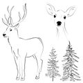 Elegant outline drawing of deer collection, pine tree. Vector illustration