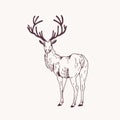 Elegant outline drawing of male deer or stag looking back. Gorgeous forest animal with antlers hand drawn with contour