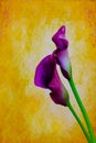 Elegant pair of blooming calla lilies with soft colorful grunge background