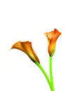 Elegant pair of blooming orange calla lilies on white background Royalty Free Stock Photo