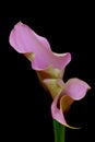 Curls and curves of a beautiful pair of pink calla lilies Royalty Free Stock Photo