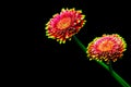 Elegant pair of gerber daisy flowers against black background Royalty Free Stock Photo