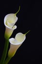 Elegant pair of glowing white calla lilies on black background