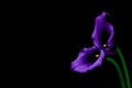 Sensual pair of purple calla lilies against black background Royalty Free Stock Photo