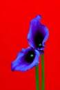 Curvy pair of purple calla lilies against red background Royalty Free Stock Photo