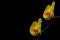 Elegant pair of yellow phalaenopsis orchids