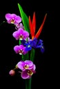 Heliconia flower blue iris and pink phalaenopsis orchid flowers on black background