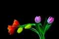 Pairs of vibrant red, yellow and pink tulips against black background Royalty Free Stock Photo