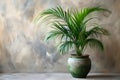 Elegant Palm in Sunlit Serenity #MinimalistDecor. Concept Minimalist Decor, Sunlit Serenity,