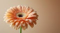 Elegant Peach Gerbera Daisy Flowers with Sunlight Shadows on Tan White Background AI Generated