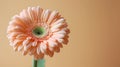 Elegant Peach Gerbera Daisy Flowers with Sunlight Shadows on Tan White Background AI Generated