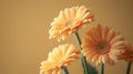 Elegant Peach Gerbera Daisy Flowers with Sunlight Shadows on Tan White Background AI Generated