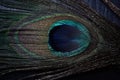 Elegant peacock feather in the shape of an eye