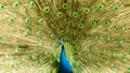 Elegant peacock with his majestic feather wheel