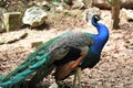 Elegant peacock with its colors green and blue