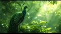 Elegant peacock in a Royalty Free Stock Photo